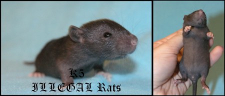 Koffee ILLEGAL Rats (K5)